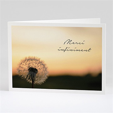 Remerciement décès pissenlit à l’aube